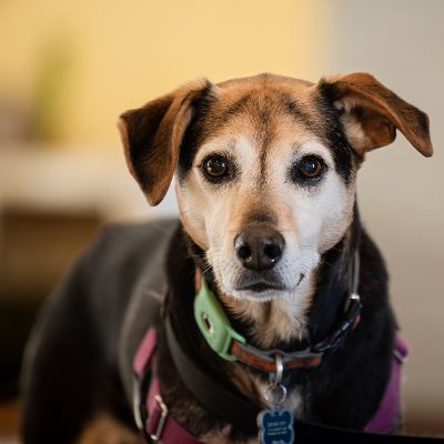 CGC Canine Good Citizen<br><span class="subwoohead"> Earn an AKC CGC title!</span>