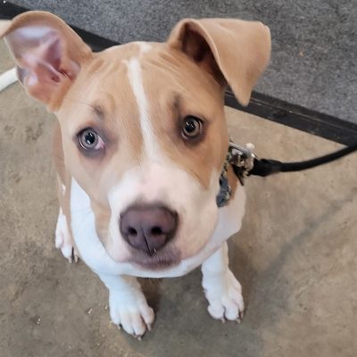 Puppy Kindergarten<br><span class="subwoohead">First class for dogs under 6 months</span>