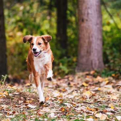Total Recall<br><span class="subwoohead">Teach your dog to come, fast!</span>