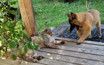 Lessons on Raising a Puppy From Inez, the Kitty