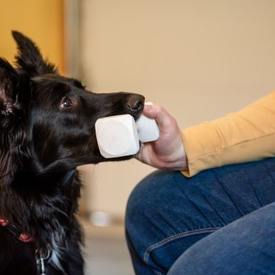 Trick Dog Class<br><span class="subwoohead">Earn an AKC Trick Title</span>