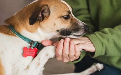 New Dog Adjustment Period