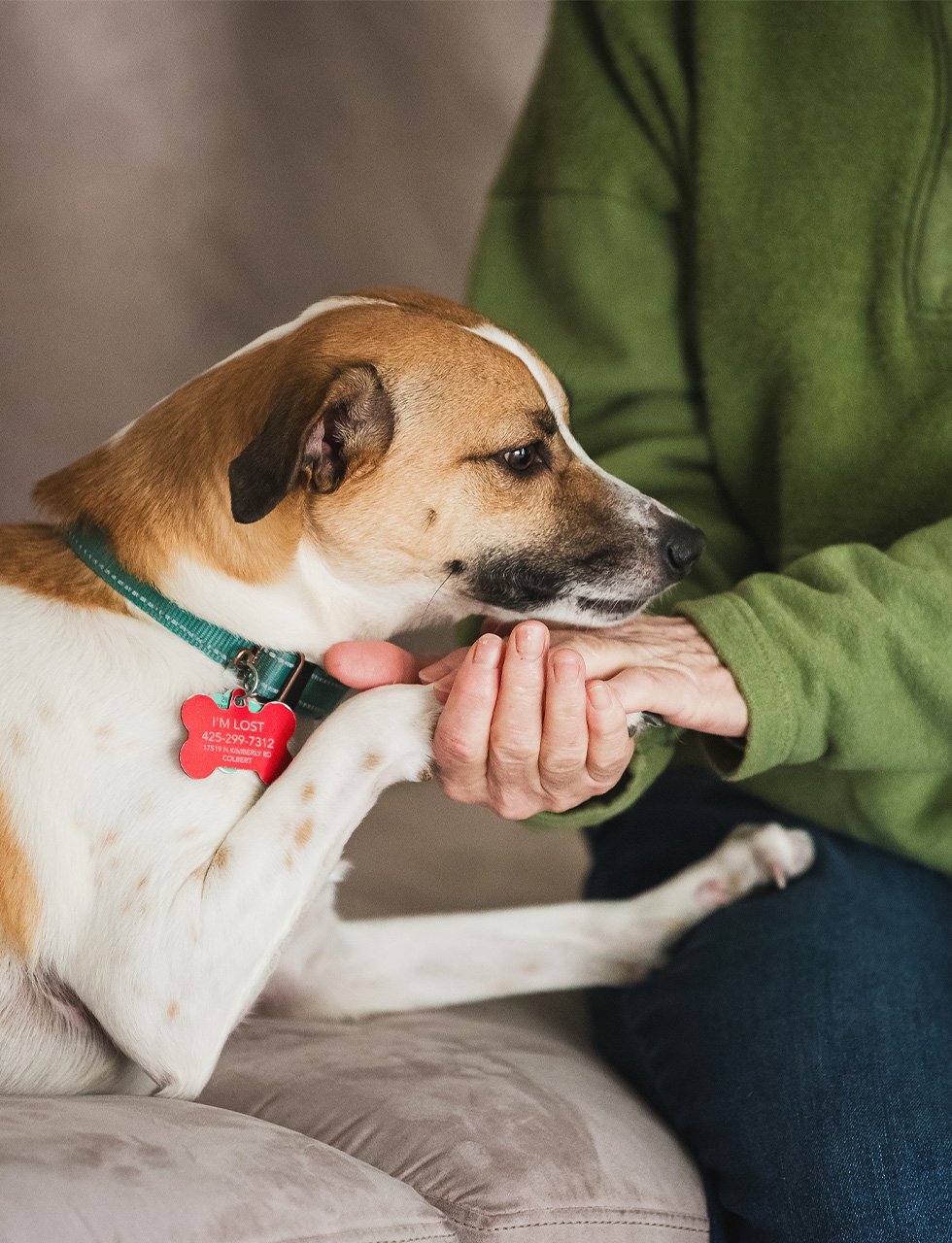 Veterinary-private-dog-training-package