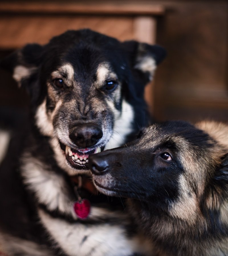 dog-behaviorist-anxiety Decode frustrating dog behaviors in an animal communication session with animal communicator Lisa Lucas.