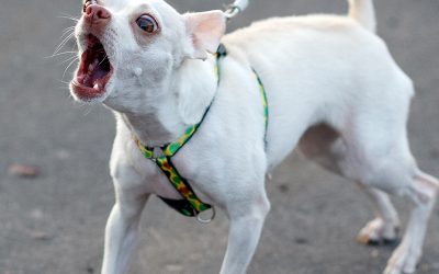 Overly Reactive Dogs