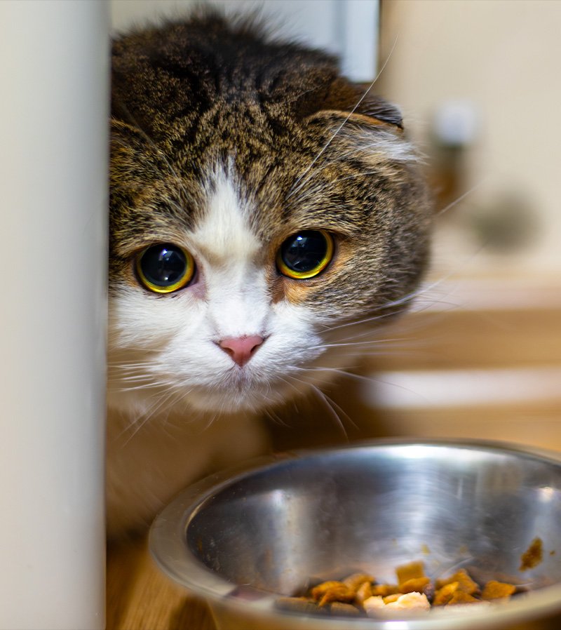 anxiety-in-cats Anxiety in your dog's behavior can be talked about during an animal communication session with animal communicator Lisa Lucas.