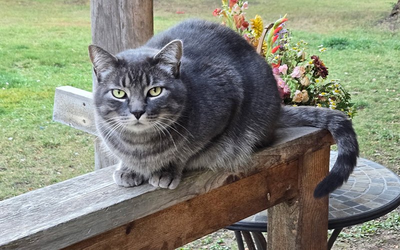 cat-pet-communication