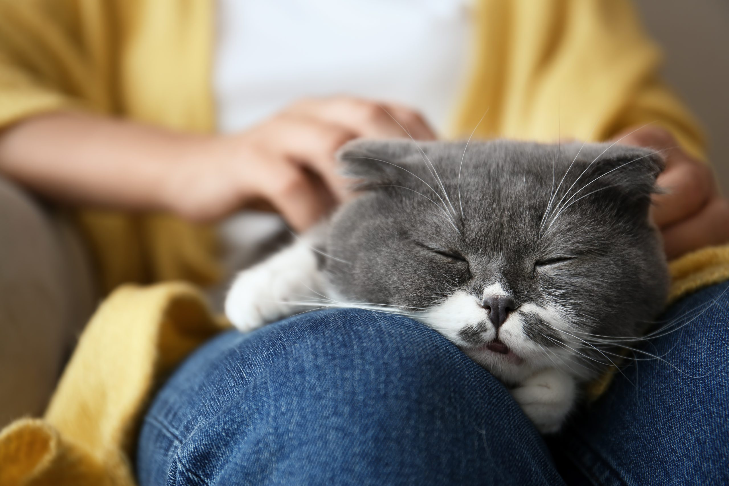 BEST-LIFE-animal-communication messages of wisdom from your pet