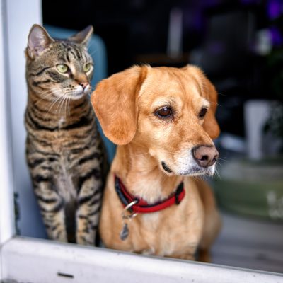 Animal Communication Course<br><span class="subwoohead">Awaken Your Intuitive Telepathic Ability to Communicate with Your Pet</span>